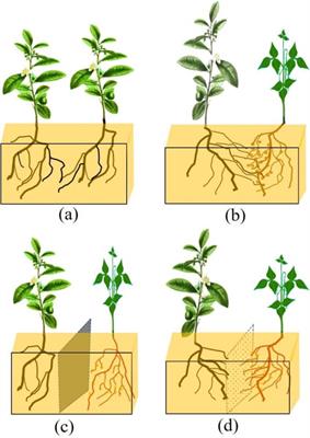 Effects of intercropping with legume forage on the rhizosphere microbial community structure of tea plants